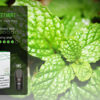 Jues Pod Sweet Mint